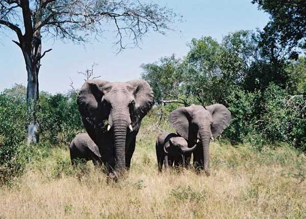  African elephants are magnificent