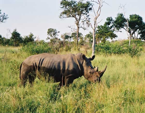 Rhinocerus numbers are decreasing rapidly in South Africa