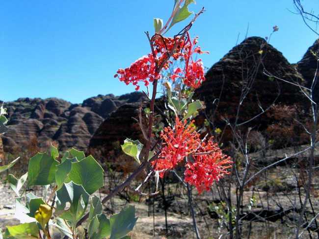 Wildflowers were in abundance in the "Bungle Bungles"  Photo courtesy of Heather and Barry Minton