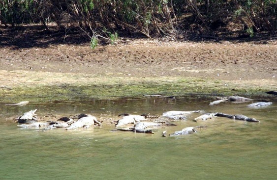 Freshwater crocodiles in Windjana Gorge.   Photo courtesy of Heather and Barry Minton
