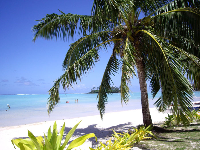 Cooks Islands palm studded beach scene
