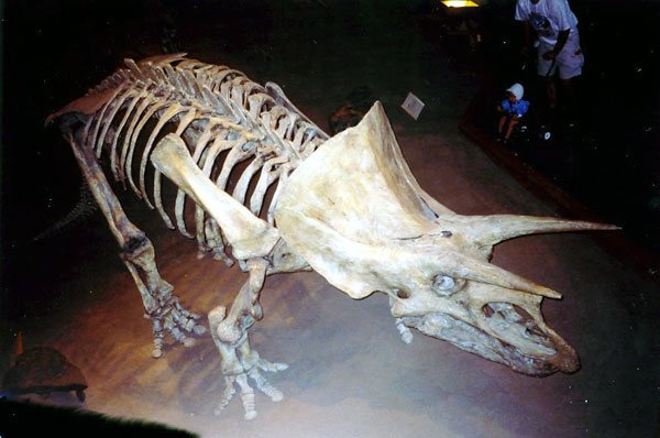 Anchiceratops at the Tyrrell Museum, Drumheller, Alberta.  Photo by M. Maxine George
