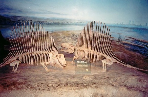 Canada's Tyrrell Museum exhibits the Dimetrodon in Drumheller, Alberta.  Photo by M. Maxine George