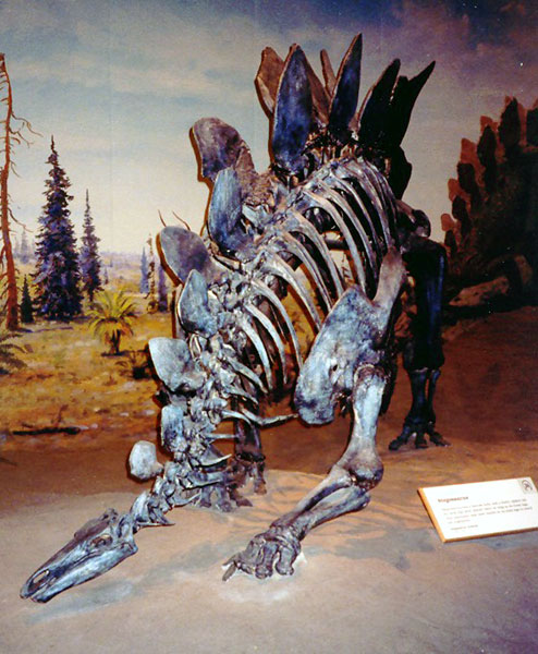 Stegosaurus at Drumheller's Tyrrell Museum in Alberta, Canada.  Photo by M. Maxine George