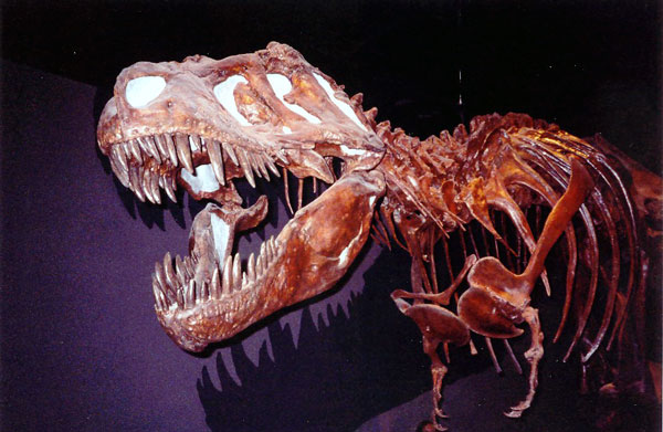 Tyrannosaurus Rex at the Tyrrell Museum in Drumheller, Alberta.  Photo by M. Maxine George