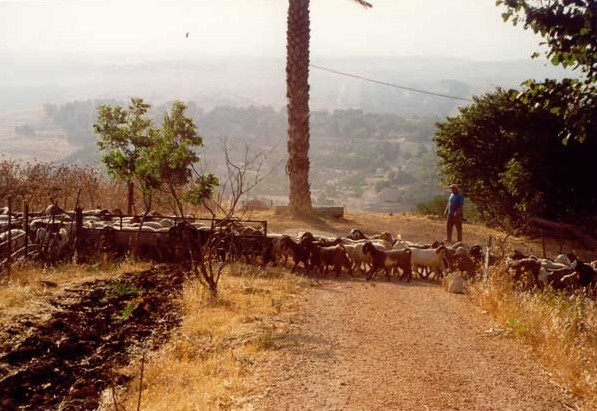 Goat herd appear in early morning mist in Israel