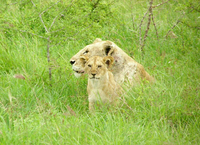 A lioness and her cub near the Sarova Salt Lick Game Lodge in Tsavo West National Park Photo by Robert Scheer