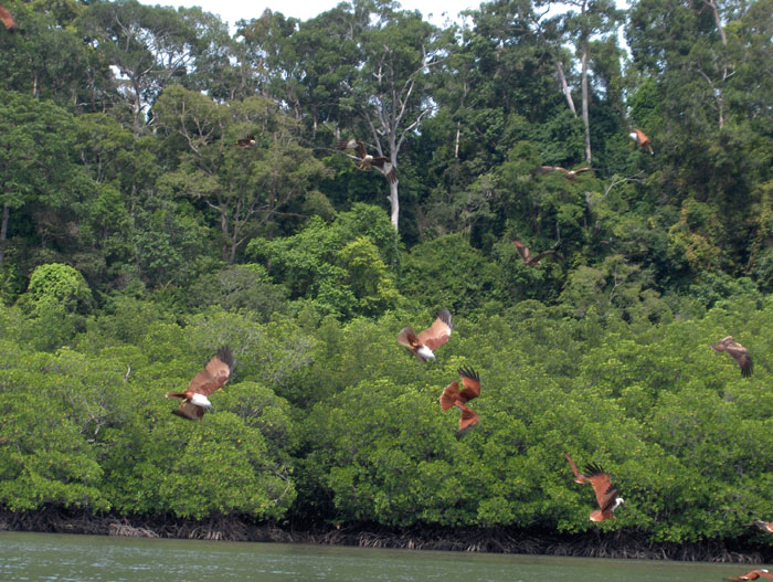 Eagles fly down to feed, Langkawi, Malaysia