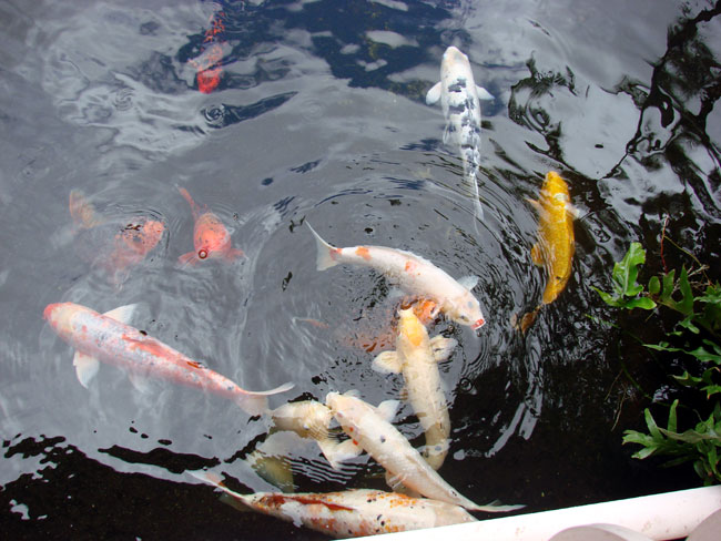 Coy fish at Four Seasons Resort Lanai. Photo by M. Maxine George