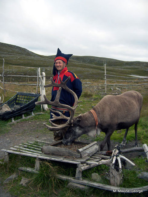 Laplander and reindeer in Finmark