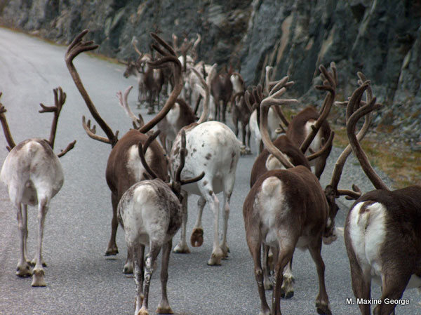 Could this be Santa's reindeer living on the Island of Mageroya?