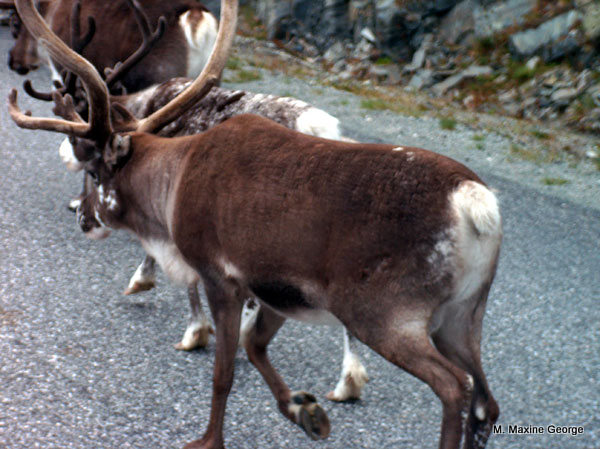 Then again, this one might be Rudolph.
