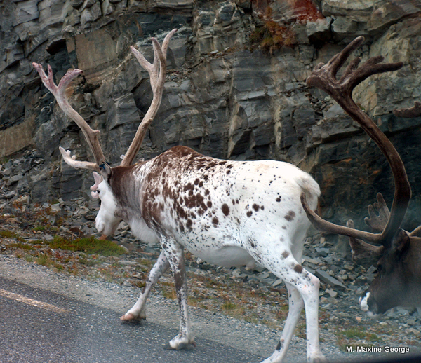 Could this one be Rudolph?