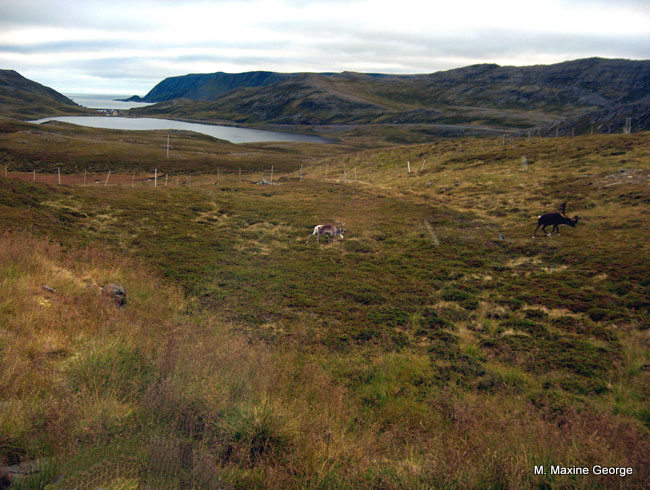 A pair of lonely reindeer roam the tundra on the island of Mageroya, in the far north, above the Artic Circle 