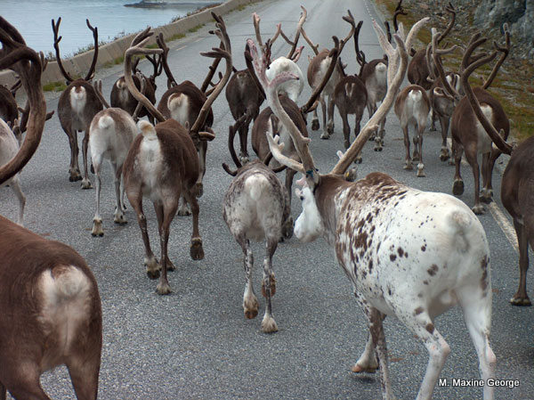 Which ones might be Santa's reindeer?