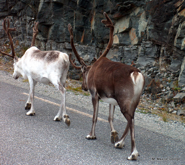 Dasher, Dancer, Prancer or Vixen?