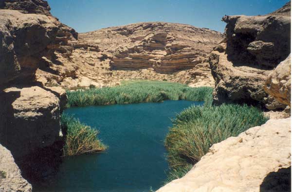 a green Oasis in Oman