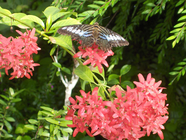 Butterfly Farm Penang