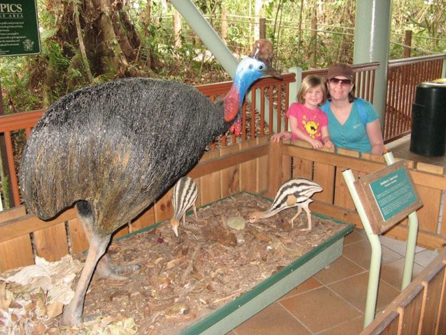 Display of Cassowary bird and chicks, Kurnada, North Queensland.  Picture by Heather and Barry Minton