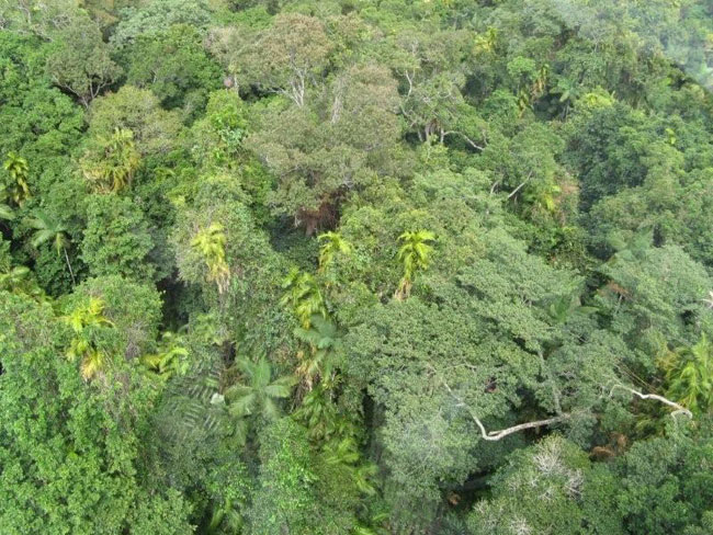 A tropical rainforest in North Queensland from the Skyrail.    Photo by Barry and Heather Minton