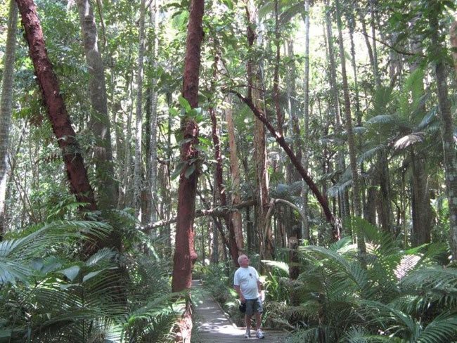 Barry Minton wandering through the rainforest in North Queensland.  Photo by Heather Minton