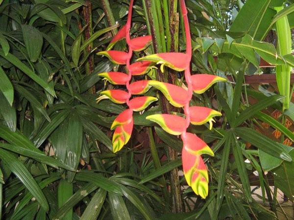 A Heliconia Standleyi, from the Himalayas as seen in the Flecker Botanical Gardens, Northern Queensland.     Photo by Heather and Barry Minton
