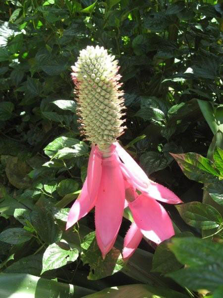 A pineapple plant as seen in the Flecker Botanical Gardens, Northern Queensland.   Photo by Heather and Barry Minton