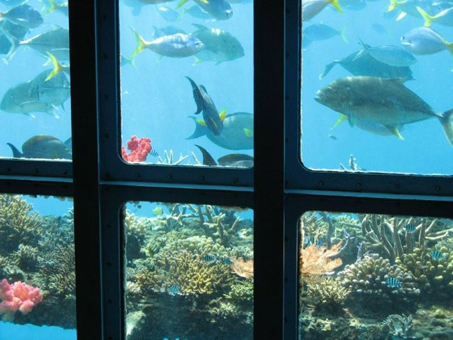 Fish as seen through Underwater observatory at Sunlovers Pontoon off North Queensland.