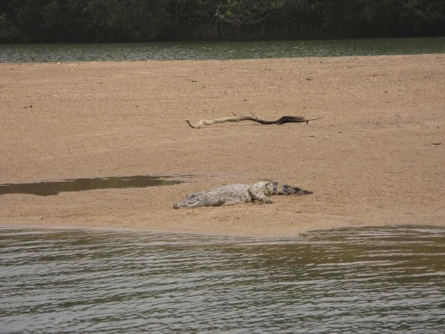 Crocodiles on the banks of the Daintree River, North Queensland.  Photo by Barry and Heather Minton