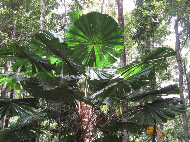 An Umbrella Palm at Marradja Botanical Boardwalk, North Queensland.   Photo by Heather and Barry Minton