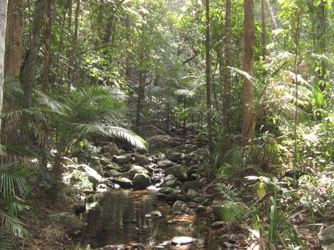 Thick tropical vegetation thrives in the rainforest in North Queensland.  Picture by Barry and Heather Minton