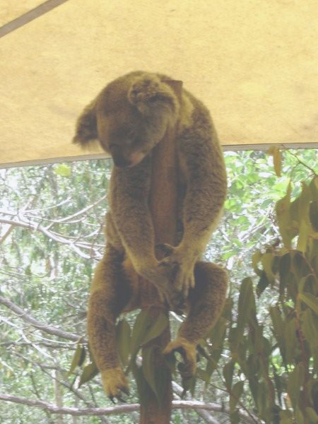 A sleepy Koala at the Hartley's Crocodile Adventures, Northern Queensland.  Photo courtesy of Heather and Barry Minton