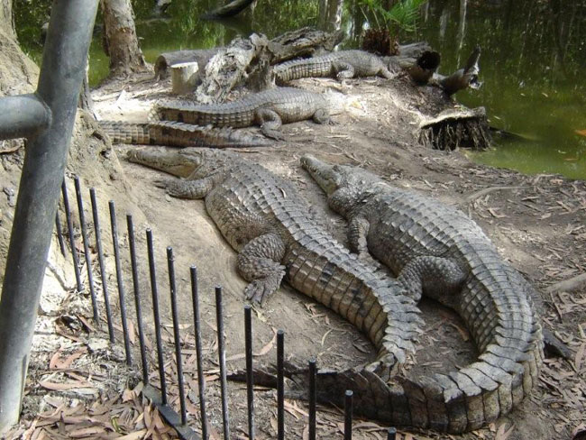 Freshwater crocodiles as seen at Hartley's Crocodile Adventures. Northern Queensland         Photo by Barry and Heather Minton