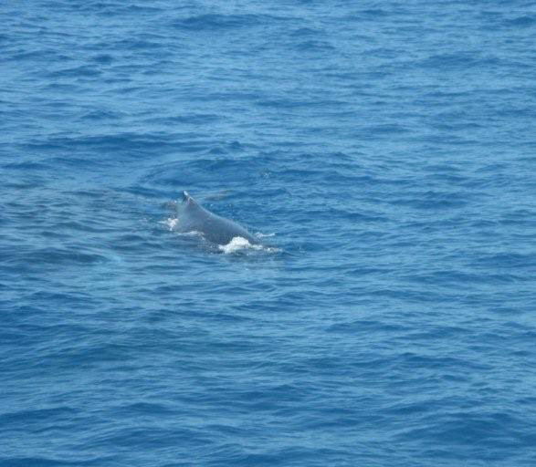 Humpback whale swimming beside catamaran.  Photo by Barry and Heather Minton