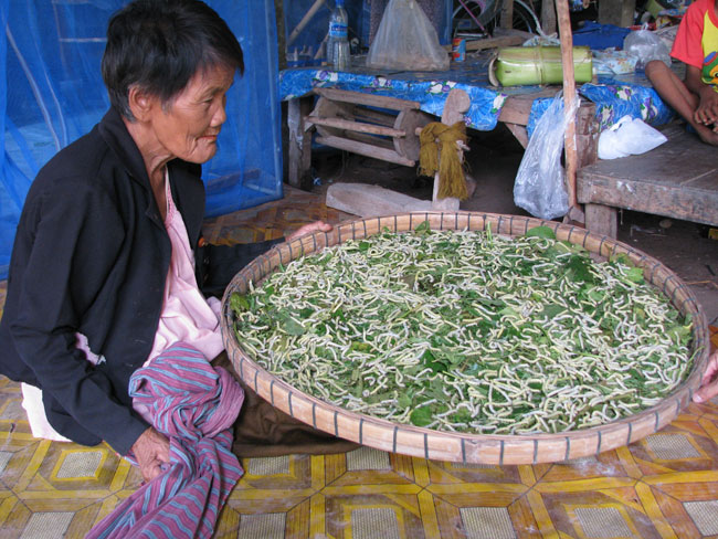 Silk Worms used to produce silk in Isan, Thailand Photo by Rick Butler