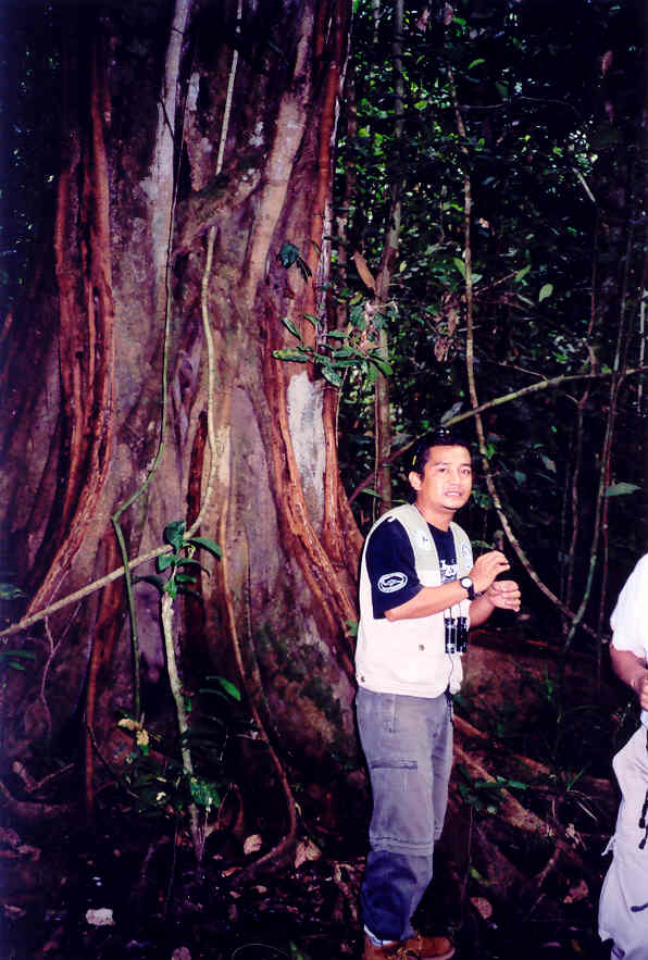Zuan tells us about the vegetation in the jungle