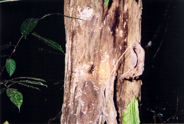Nighttime jungle