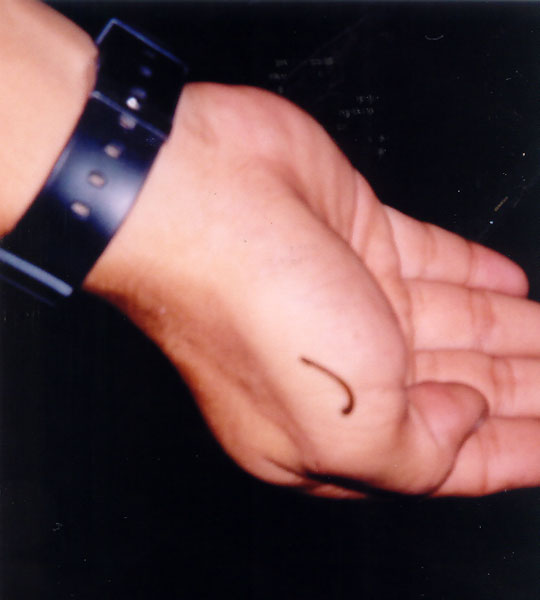 Zuan shows us a leech and demonstrates how to get rid of them