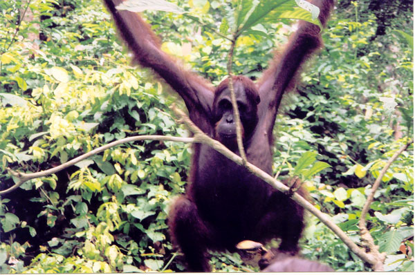 Orang-Utan swinging through the trees in the Sepalok Wildlife Centre in the Borneo jungle, Sabah