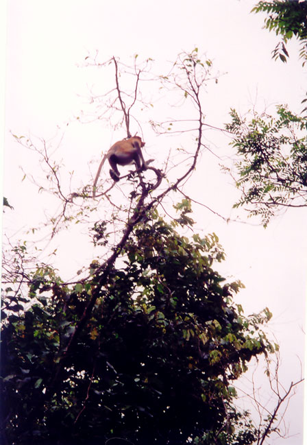 Proboscis monkeys scamper through the trees in the jungle