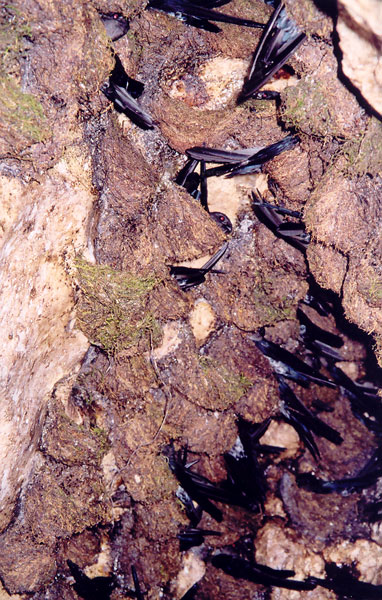 Only their black wings give away the birds nesting in the nooks and crannies of these caves
