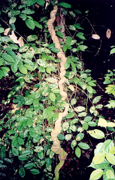 Twisted vine grows towards the jungle canopy