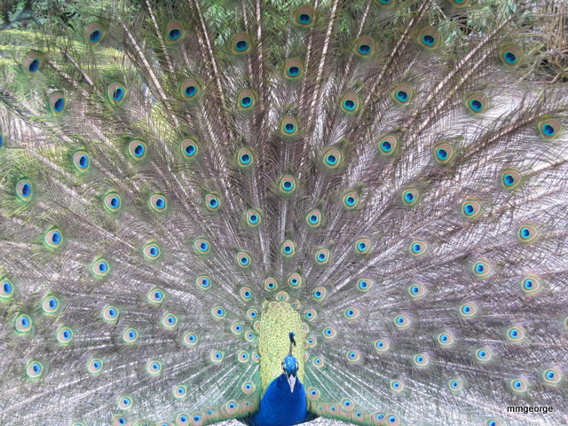 One of the Peacock guardians at Gwydir Castle.   Picture by M. Maxine George