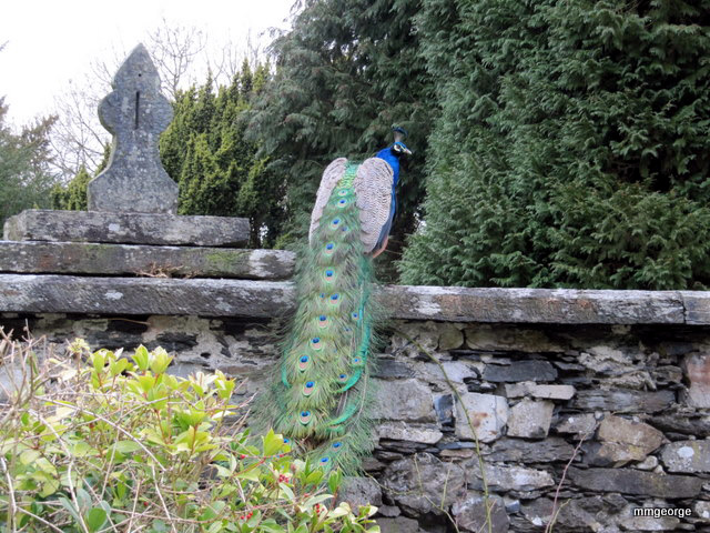 A peacock acts as sentinel on the rock wall at Gwydir Castle, Wales