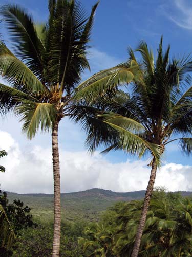 Coconut palm trees sway in Molokai's tropical breeze.