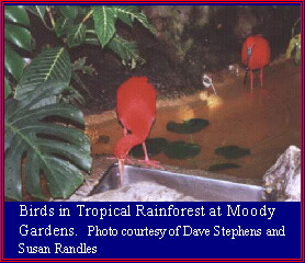 Tropical Rainforest at Moody Gardens