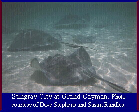 Stingray City at Grand Cayman