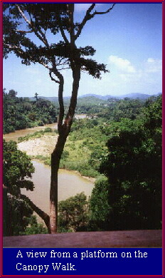 A view from a platform on the Canopy Walk.