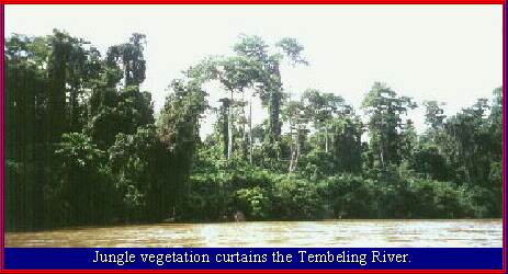Jungle vegetation curtains the Tembeling River.