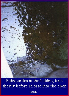 Baby turtles shortly before their release into the open sea.
